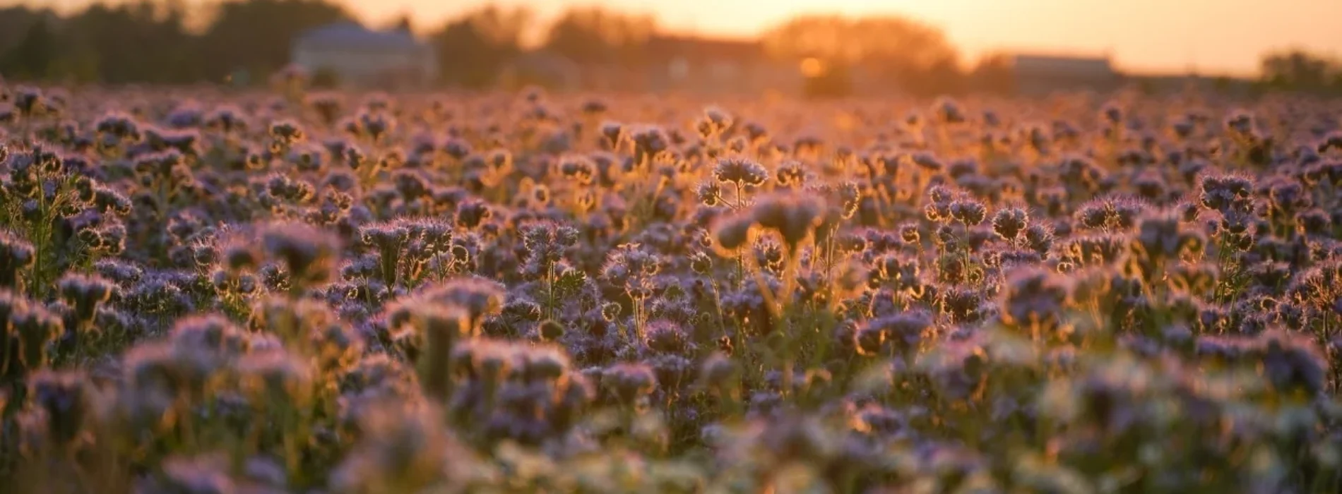 Zastosowanie miodu faceliowego w kosmetyce naturalnej