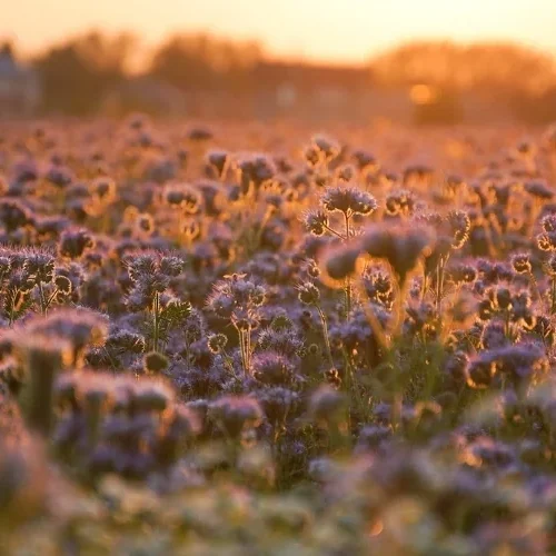 Zastosowanie miodu faceliowego w kosmetyce naturalnej