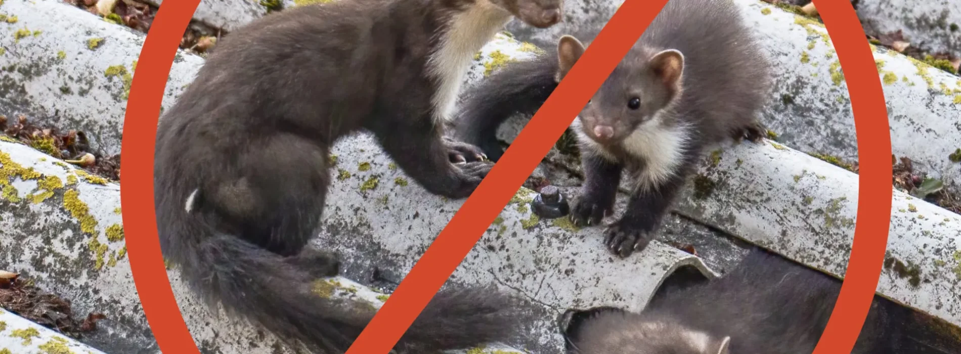 Psychologia kuny – dlaczego wybiera akurat dachy?