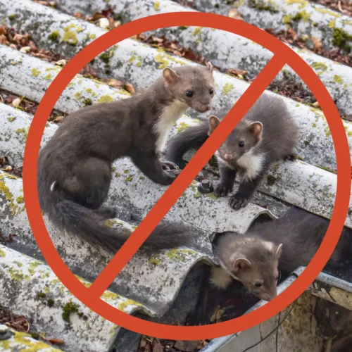 Psychologia kuny – dlaczego wybiera akurat dachy?